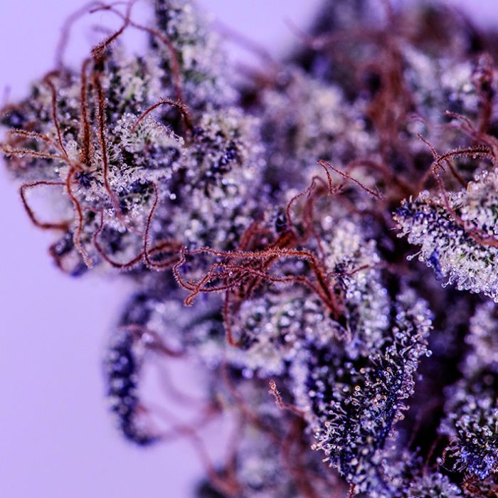 Dope Breeders - BLIM BURN SEEDS Girl Scout Cookies Image