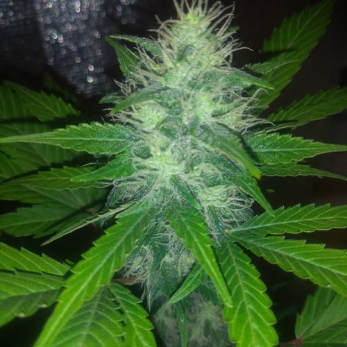 Dope Breeders - BLIM BURN SEEDS Gorilla G4 Auto Image