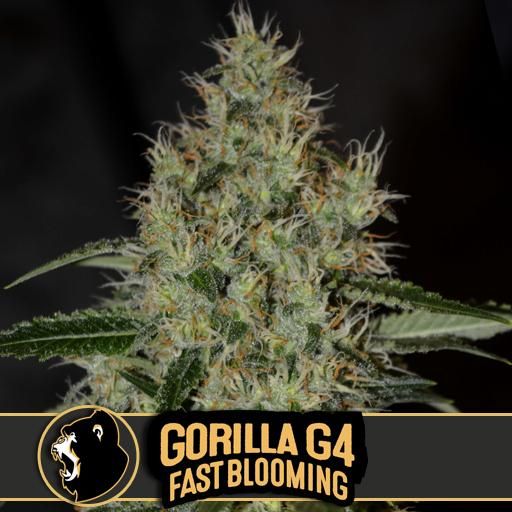 Dope Breeders - BLIM BURN SEEDS Gorilla G4 Fast Image