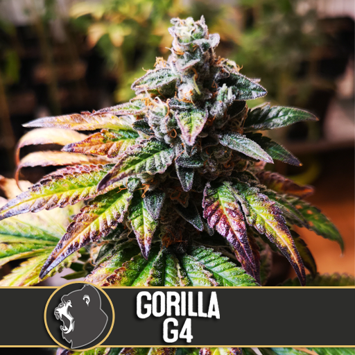 Dope Breeders - BLIM BURN SEEDS Gorilla Glue #4 Image