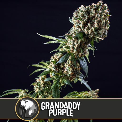 Dope Breeders - BLIM BURN SEEDS Grandaddy Purple Image