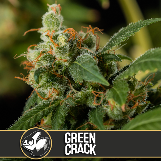 Dope Breeders - BLIM BURN SEEDS Green Crack Image