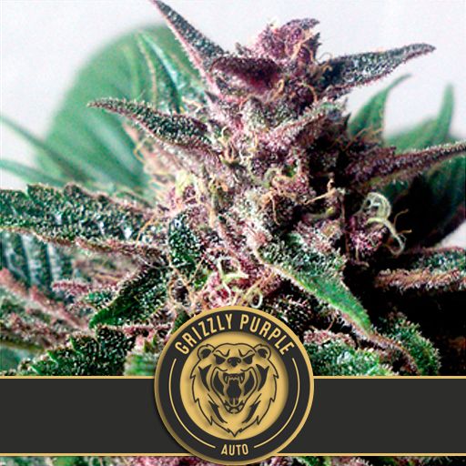 Dope Breeders - BLIM BURN SEEDS Grizzly Purple Auto Image