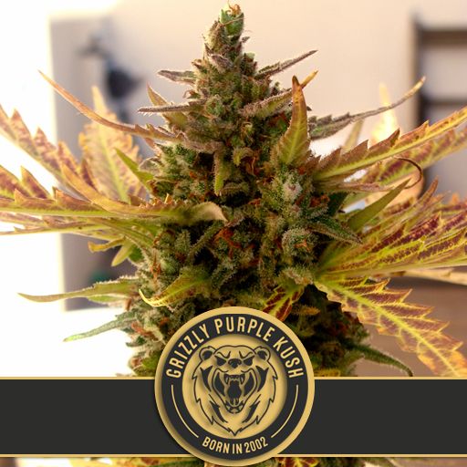 Dope Breeders - BLIM BURN SEEDS Grizzly Purple Kush Image