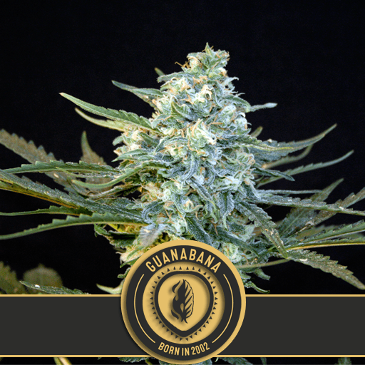 Dope Breeders - BLIM BURN SEEDS Guanabana Image