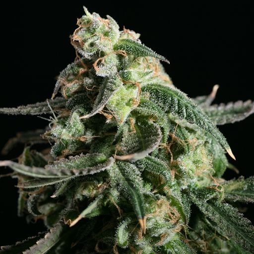 Dope Breeders - BLIM BURN SEEDS Kabrales Automatic Image