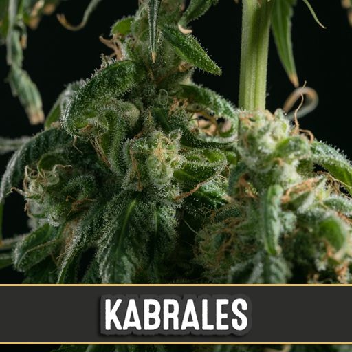 Dope Breeders - BLIM BURN SEEDS Kabrales Image