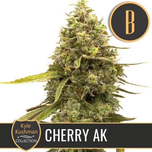 Dope Breeders - BLIM BURN SEEDS Kyle's Cherry AK Image