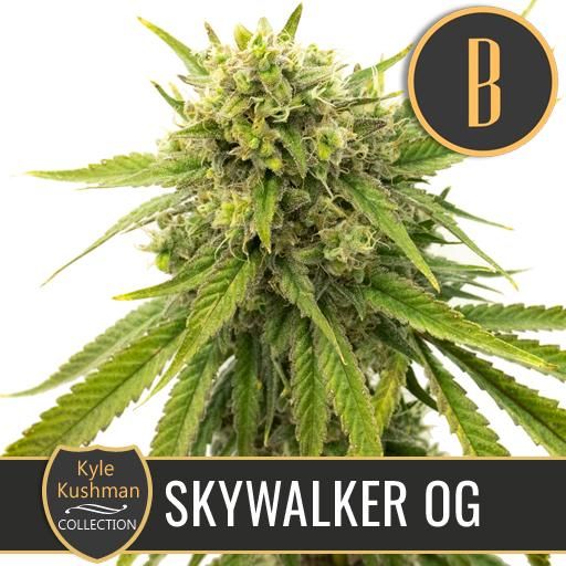 Dope Breeders - BLIM BURN SEEDS Kyle's Skywalker OG Image