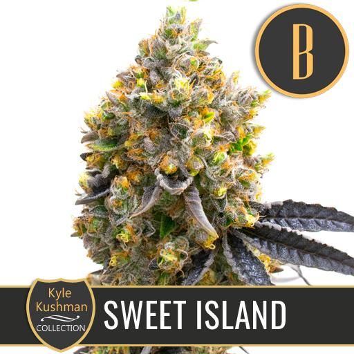 Dope Breeders - BLIM BURN SEEDS Kyle's Sweet Island Image