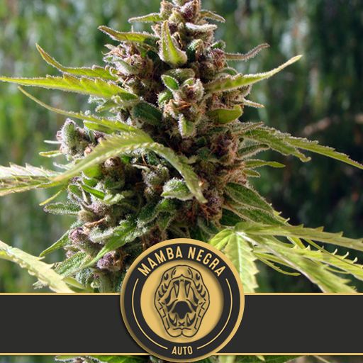 Dope Breeders - BLIM BURN SEEDS Mamba Negra Auto Image