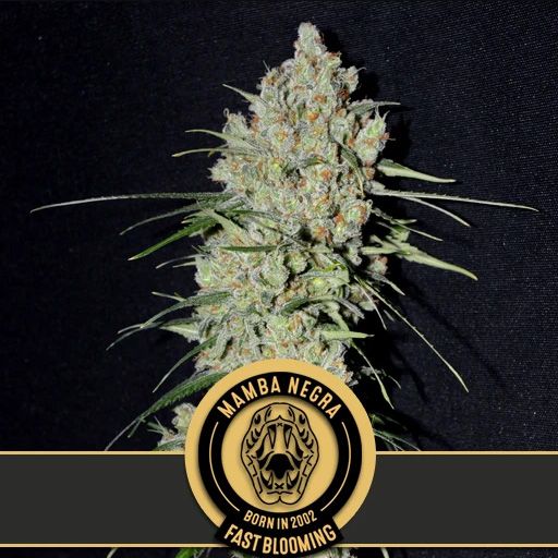 Dope Breeders - BLIM BURN SEEDS Mamba Negra Fast Image