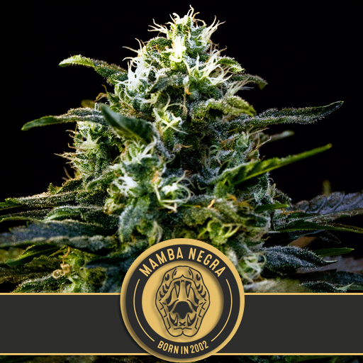 Dope Breeders - BLIM BURN SEEDS Mamba Negra Image