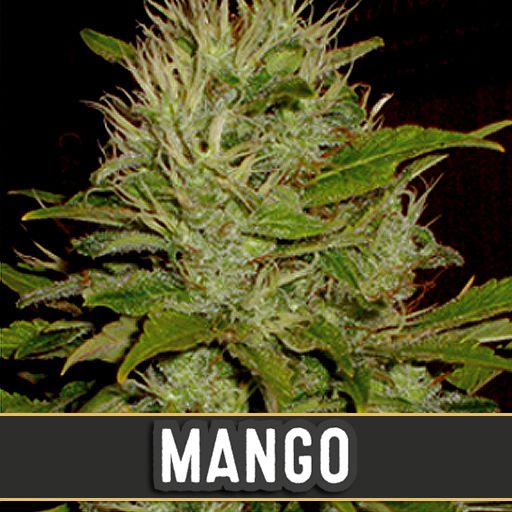 Dope Breeders - BLIM BURN SEEDS Mango Image