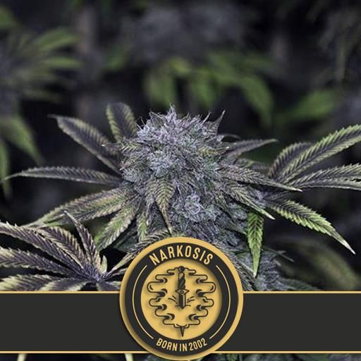 Dope Breeders - BLIM BURN SEEDS Narkosis Image