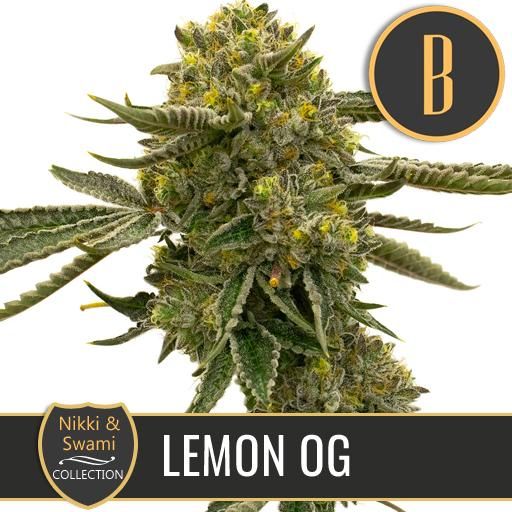 Dope Breeders - BLIM BURN SEEDS Nikki & Swami's Lemon OG Image