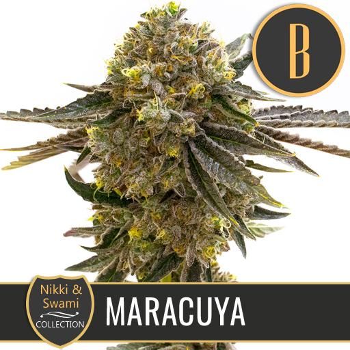 Dope Breeders - BLIM BURN SEEDS Nikki & Swami's Maracuya Image