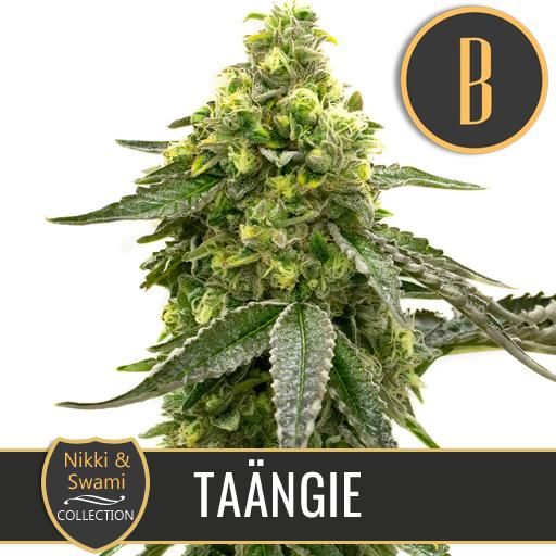 Dope Breeders - BLIM BURN SEEDS Nikki & Swami's Taangie Image