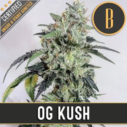 Dope Breeders - BLIM BURN SEEDS OGs Kush Image