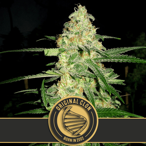 Dope Breeders - BLIM BURN SEEDS Original Clone Image