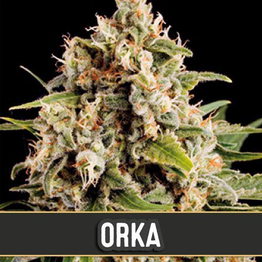 Dope Breeders - BLIM BURN SEEDS Orka Image