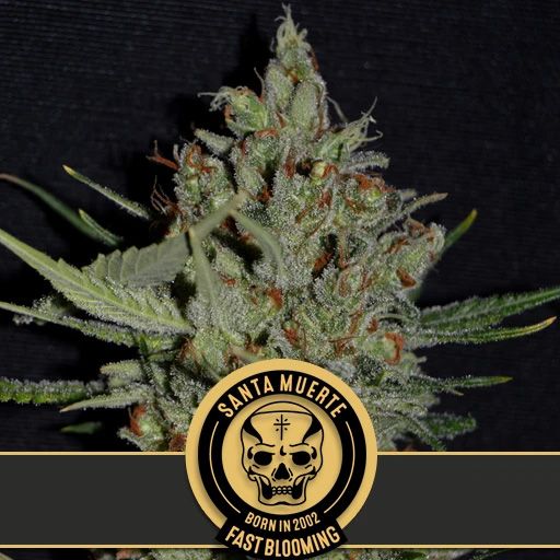 Dope Breeders - BLIM BURN SEEDS Santa Muerte Fast Image