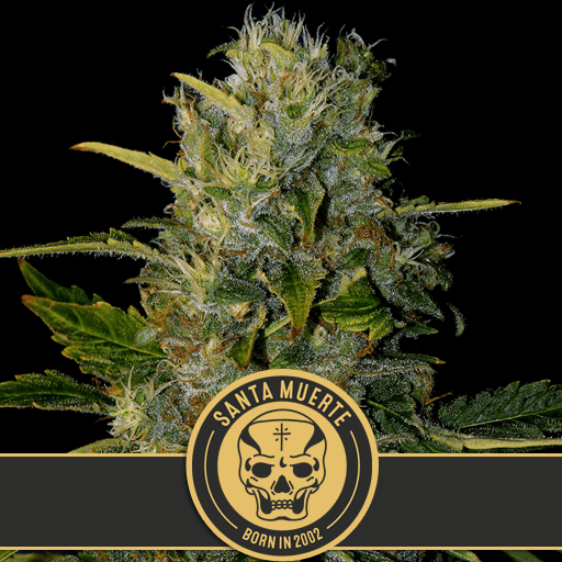 Dope Breeders - BLIM BURN SEEDS Santa Muerte Image