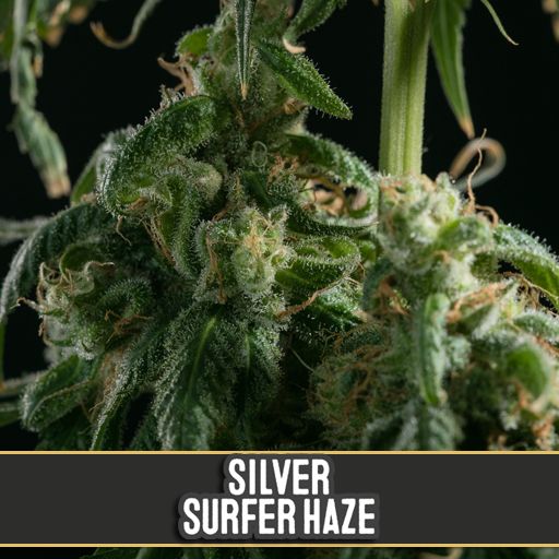 Dope Breeders - BLIM BURN SEEDS Silver Surfer Haze Image