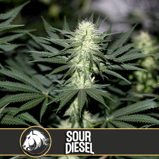 Dope Breeders - BLIM BURN SEEDS Sour Diesel Image