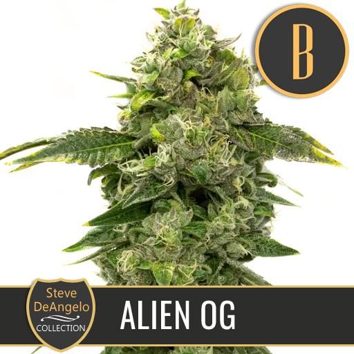 Dope Breeders - BLIM BURN SEEDS Steve's Alien OG Image