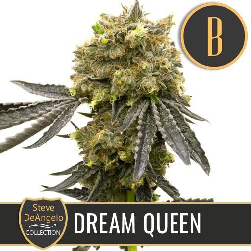 Dope Breeders - BLIM BURN SEEDS Steve's Dream Queen Image