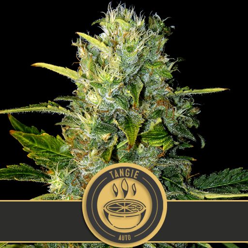 Dope Breeders - BLIM BURN SEEDS Tangie Auto Image