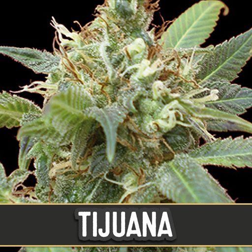 Dope Breeders - BLIM BURN SEEDS Tijuana Image