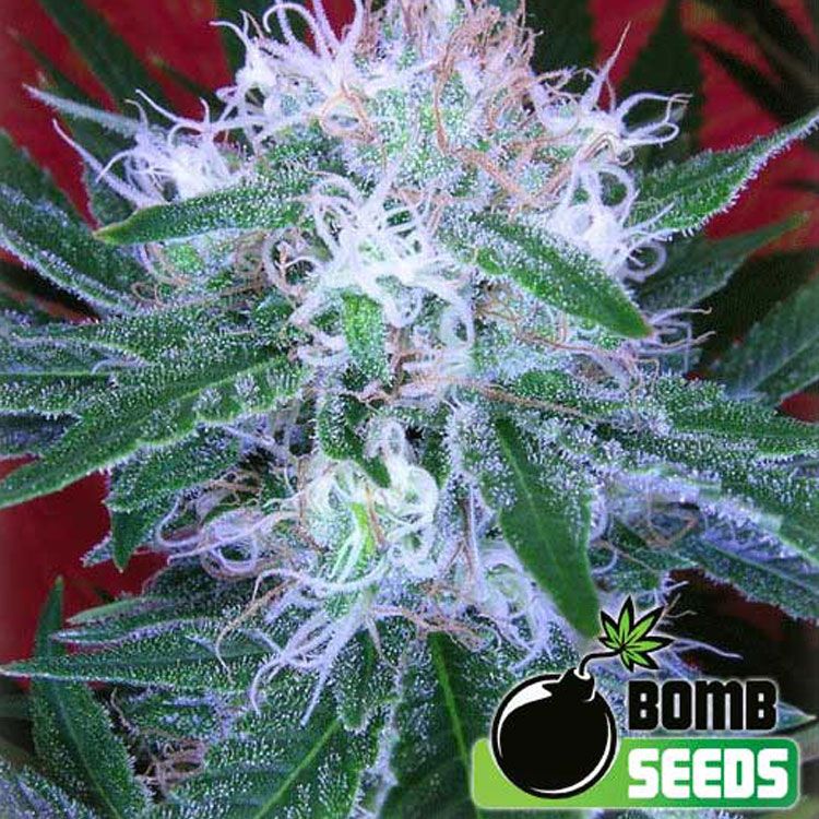 Dope Breeders - BOMB SEEDS Auto Bomb Image