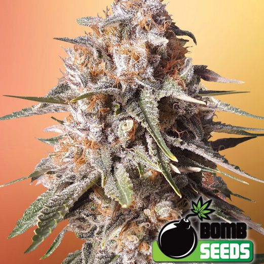 Dope Breeders - BOMB SEEDS Baked Bomb Auto Image