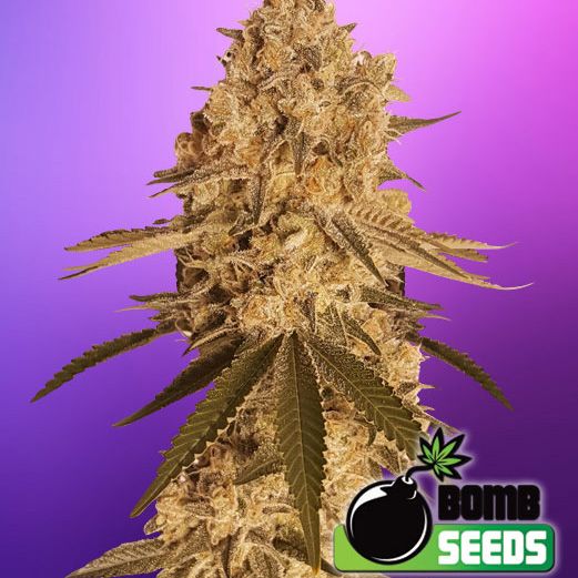 Dope Breeders - BOMB SEEDS Baked Bomb Image