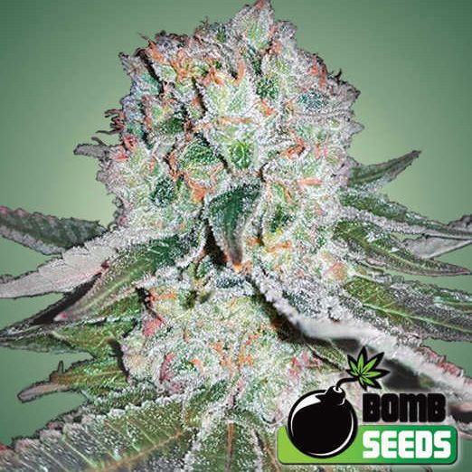 Dope Breeders - BOMB SEEDS Banana Bomb Image