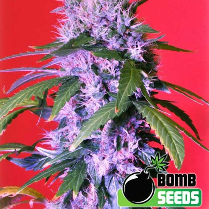 Dope Breeders - BOMB SEEDS Berry Bomb Image