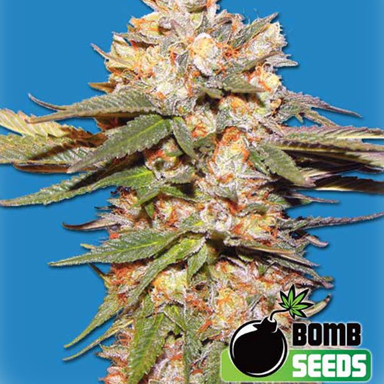 Dope Breeders - BOMB SEEDS Big Bomb Auto Image