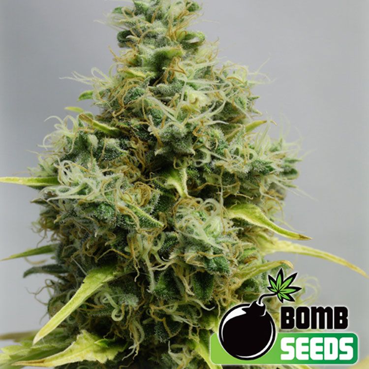 Dope Breeders - BOMB SEEDS Big Bomb Image