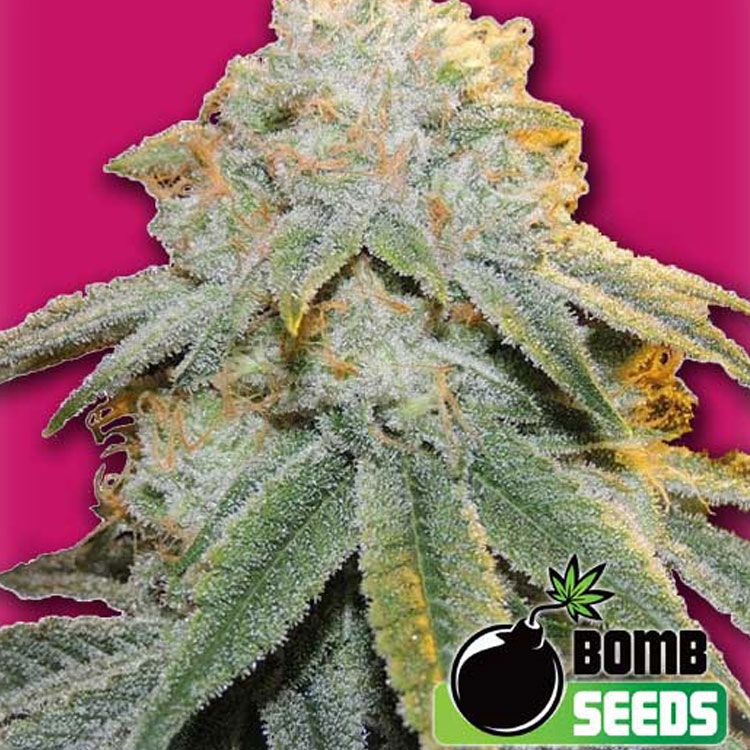 Dope Breeders - BOMB SEEDS Bubble Bomb Image