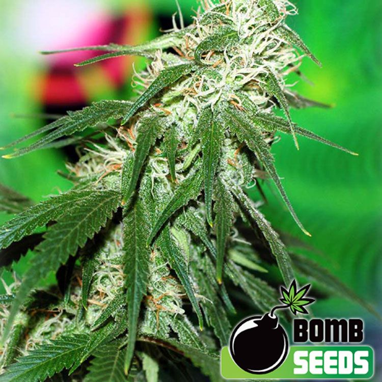 Dope Breeders - BOMB SEEDS Buzz Bomb Image