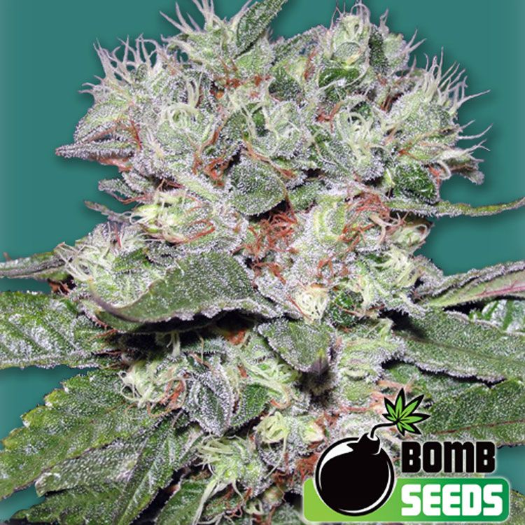 Dope Breeders - BOMB SEEDS CBD Bomb Image