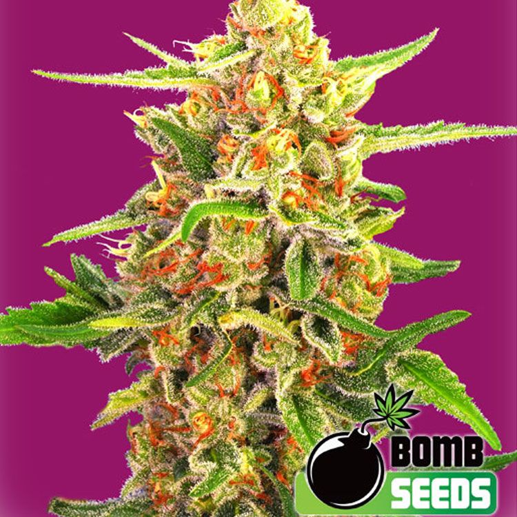 Dope Breeders - BOMB SEEDS Cherry Bomb Image