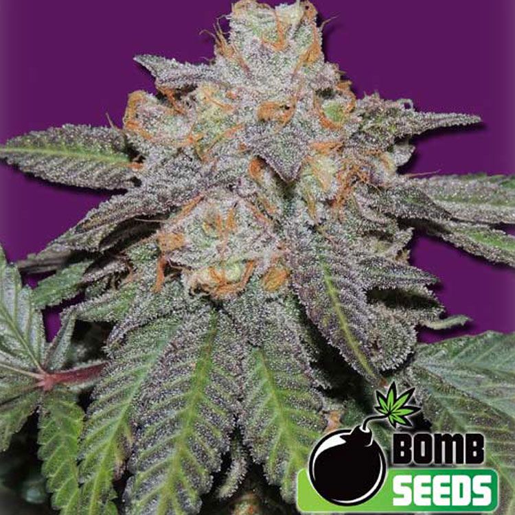 Dope Breeders - BOMB SEEDS Cherry Bomb Auto Image