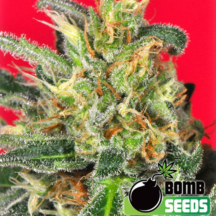 Dope Breeders - BOMB SEEDS Cluster Bomb Image