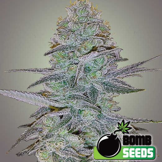 Dope Breeders - BOMB SEEDS Cosmic Bomb Auto Image