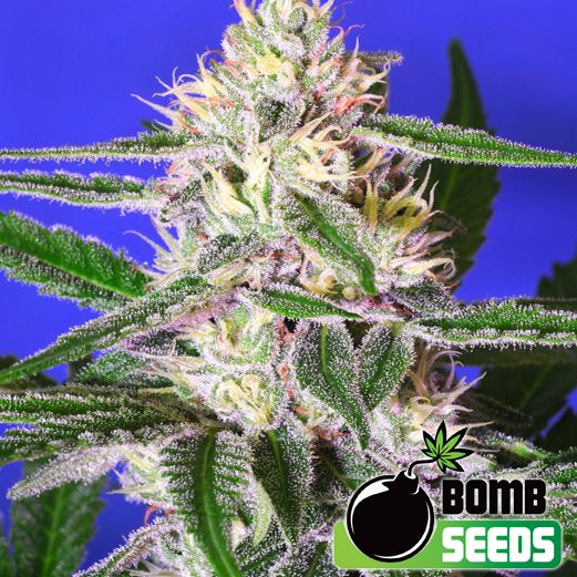 Dope Breeders - BOMB SEEDS Edam Bomb Image