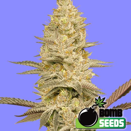 Dope Breeders - BOMB SEEDS Glookie Bomb Image