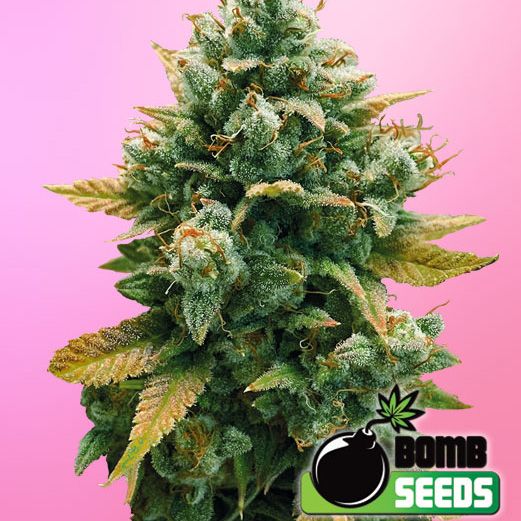 Dope Breeders - BOMB SEEDS Godfather Bomb Image